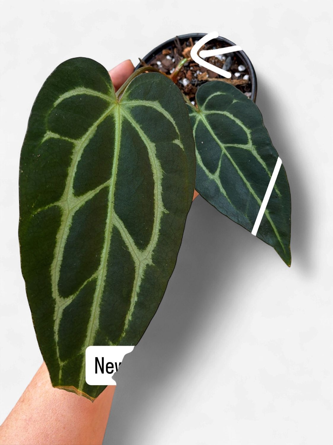 4" Anthurium Carlablackiae Spider Black
