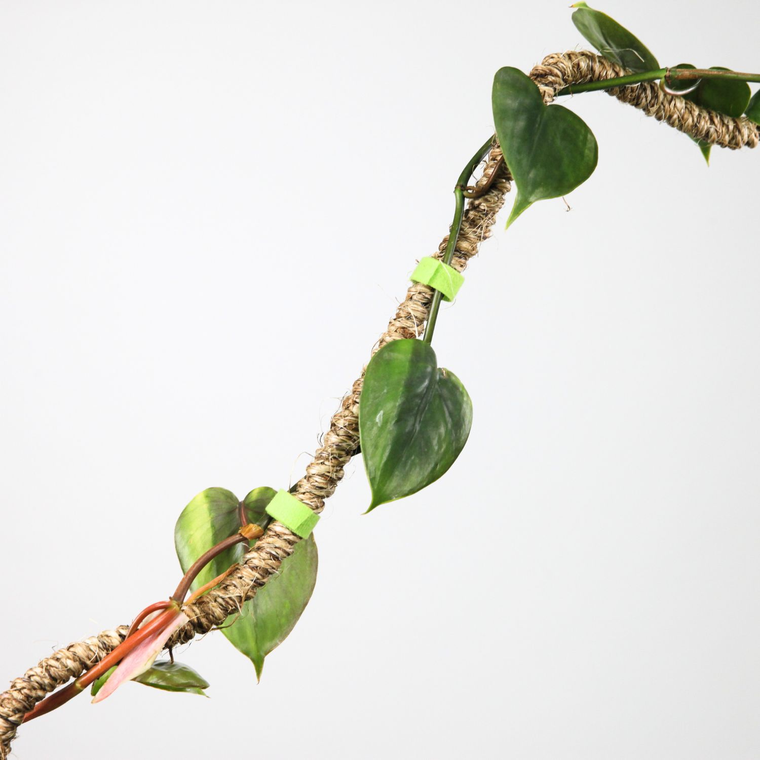 Reusable Plant Tape Pull Up &amp; Support Indoor &amp; Outdoor Plant: 10 Feet