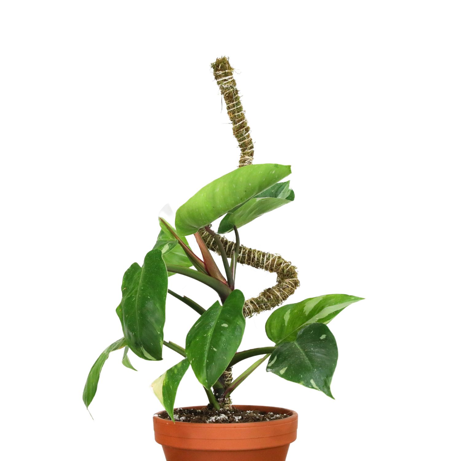 3 Pack Bendable Moss Pole Thin – Flexible Support for Plants: 30" Bendable Moss Pole™ THIN