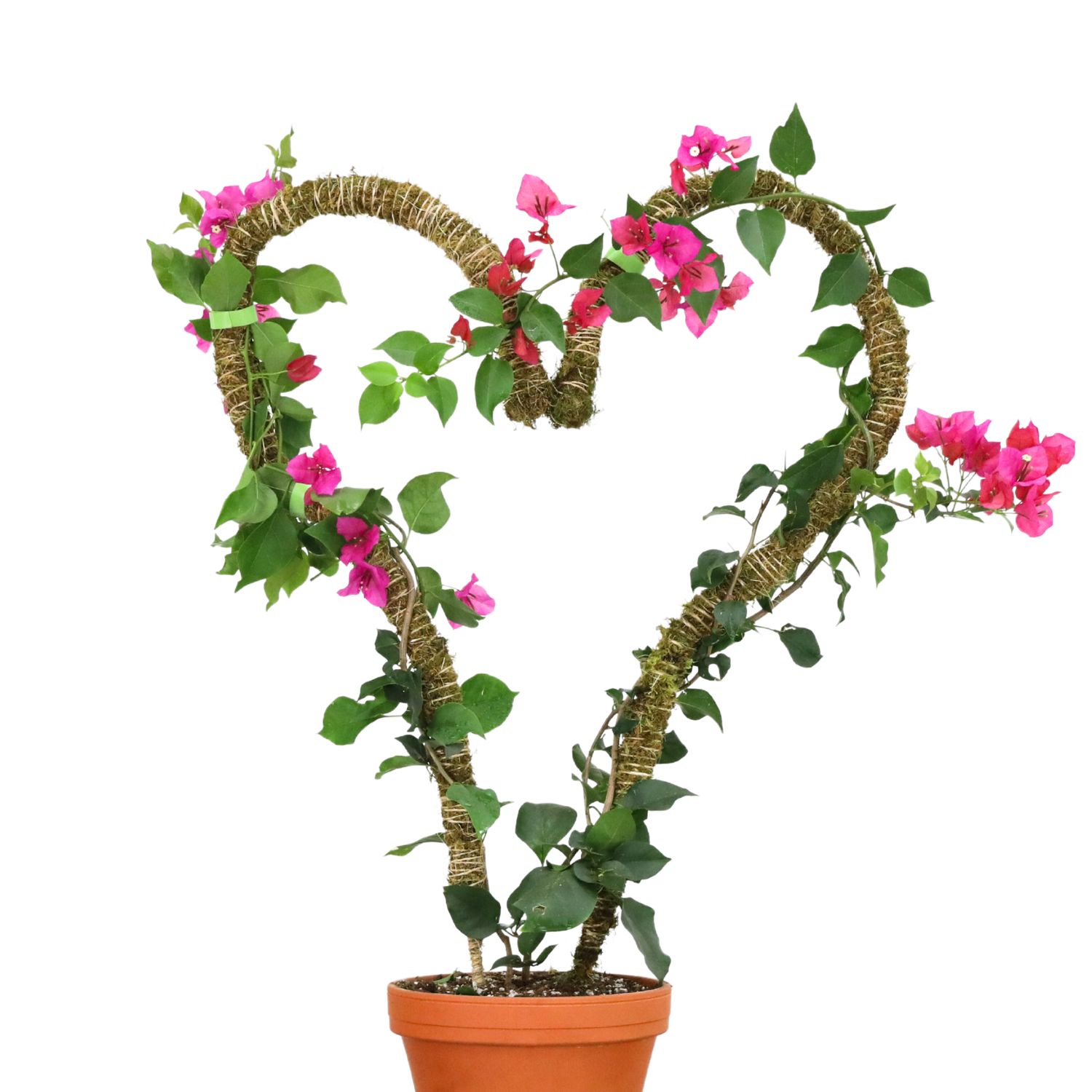 3 Pack Bendable Moss Pole Thin – Flexible Support for Plants: 30" Bendable Moss Pole™ THIN