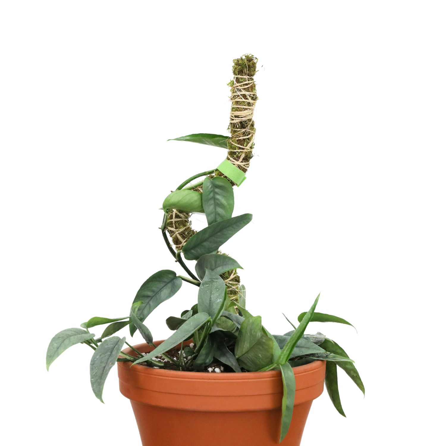 3 Pack Bendable Moss Pole Thin – Flexible Support for Plants: 30" Bendable Moss Pole™ THIN