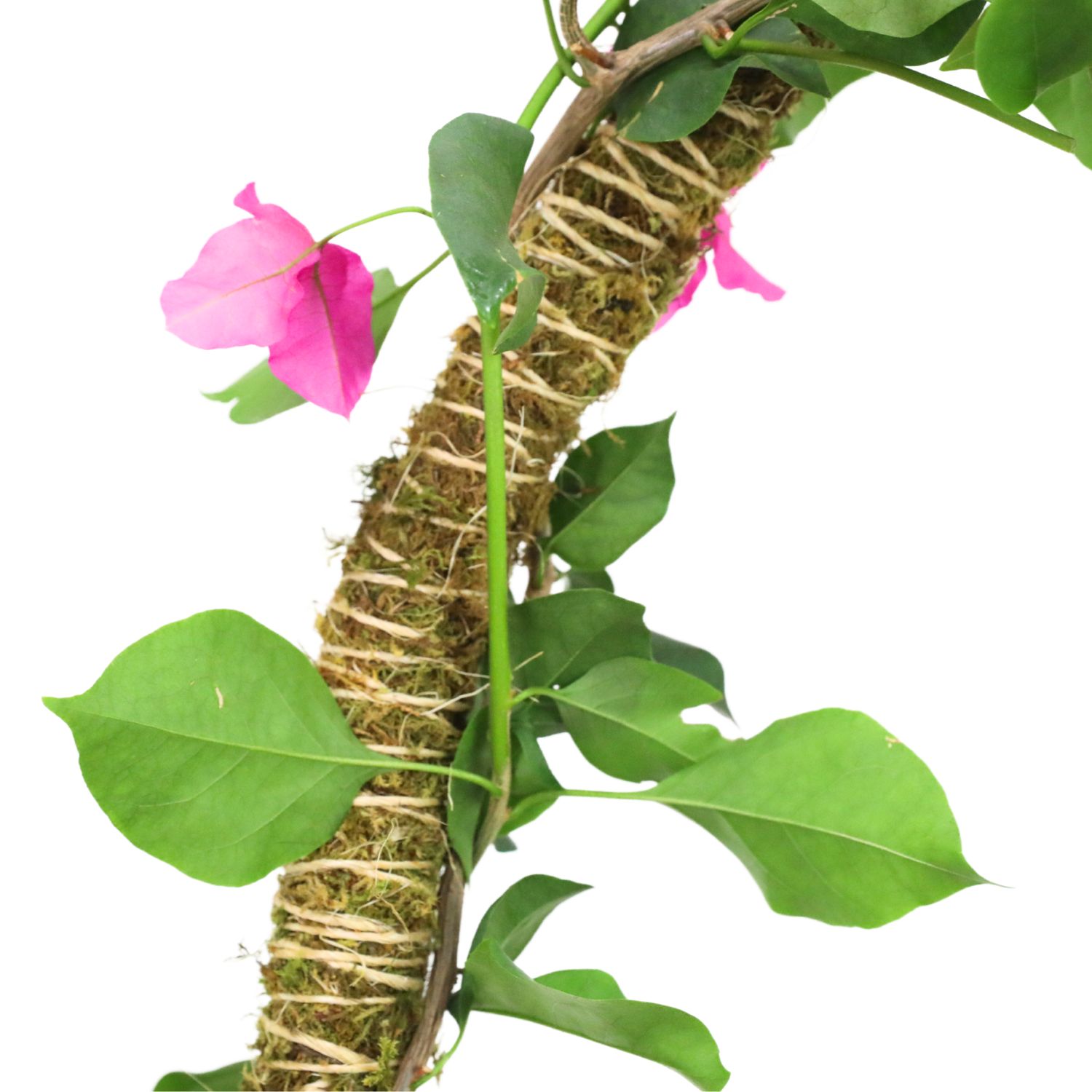3 Pack Bendable Moss Pole Thin – Flexible Support for Plants: 30" Bendable Moss Pole™ THIN