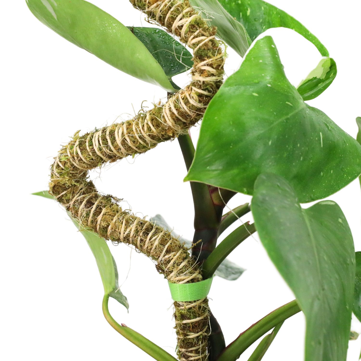 3 Pack Bendable Moss Pole Thin – Flexible Support for Plants: 30" Bendable Moss Pole™ THIN
