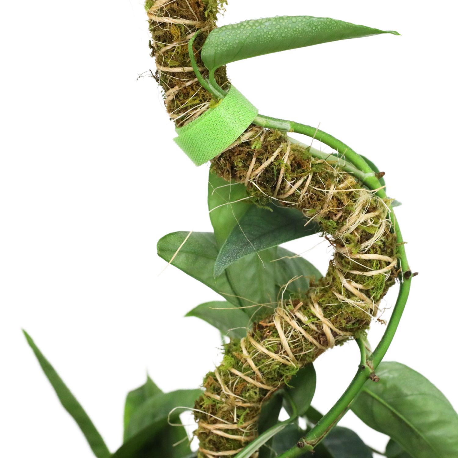 3 Pack Bendable Moss Pole Thin – Flexible Support for Plants: 30" Bendable Moss Pole™ THIN
