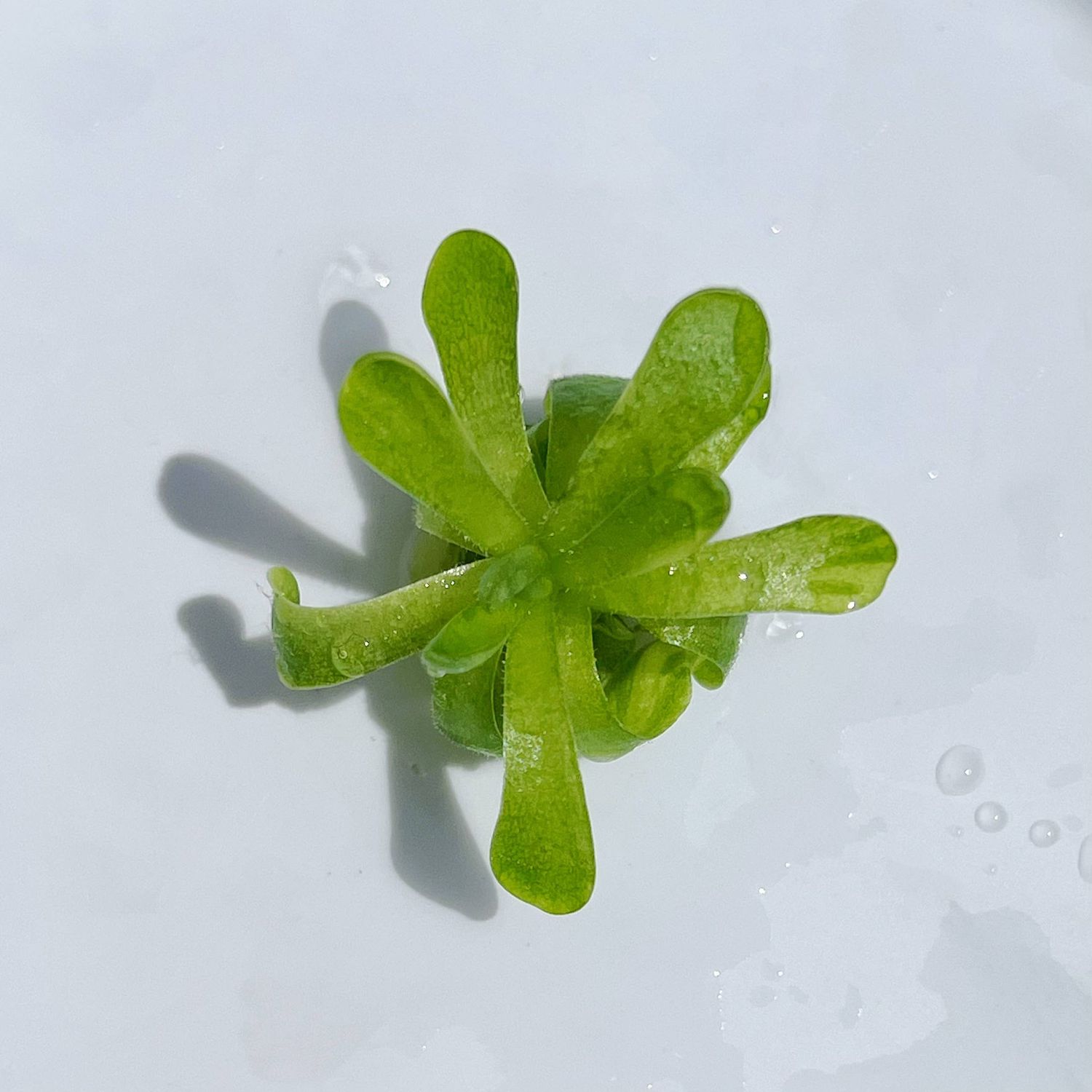 Pinguicula esseriana – Mexican Butterwort