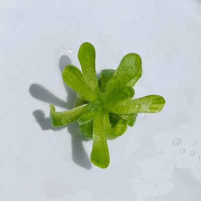 Pinguicula esseriana – Mexican Butterwort