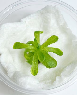 Pinguicula esseriana – Mexican Butterwort