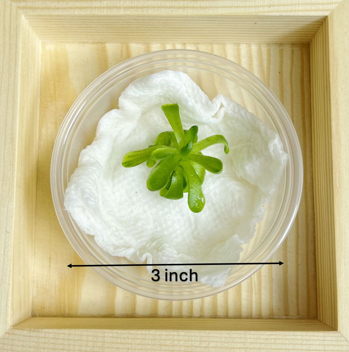 Pinguicula esseriana – Mexican Butterwort