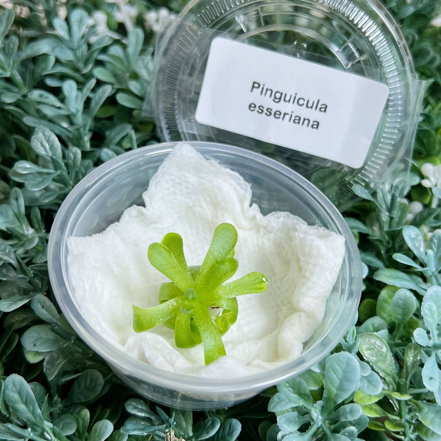 Pinguicula esseriana – Mexican Butterwort