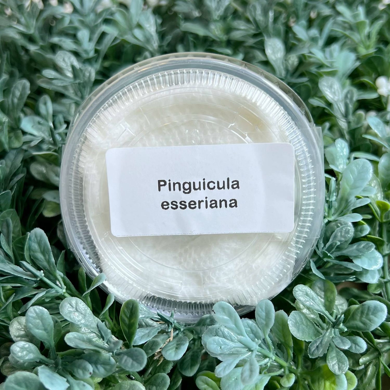 Pinguicula esseriana – Mexican Butterwort