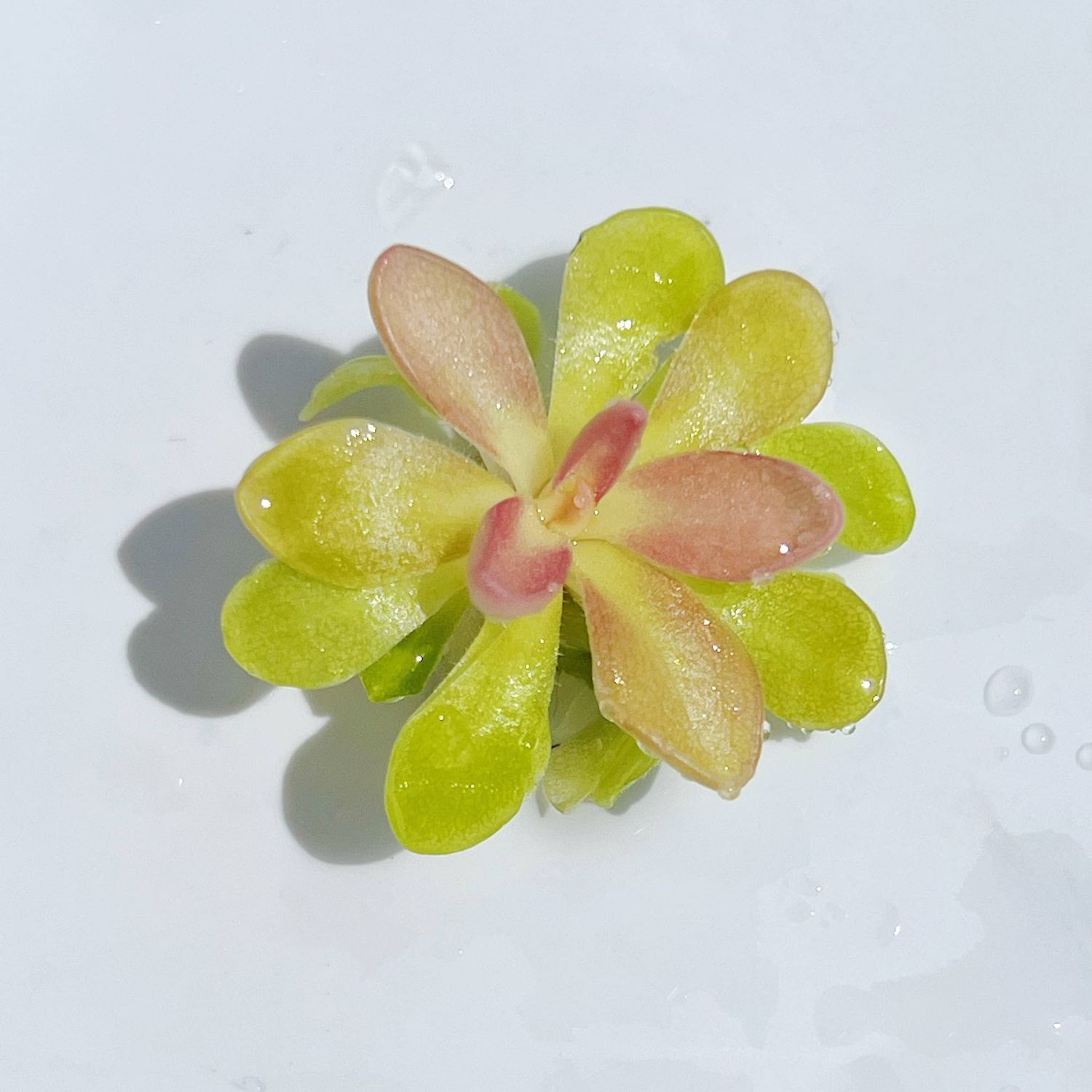 Pinguicula "Fumiko" – Rosy-Lavender Butterwort