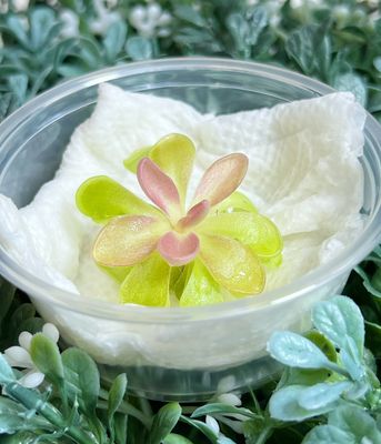 Pinguicula "Fumiko" – Rosy-Lavender Butterwort