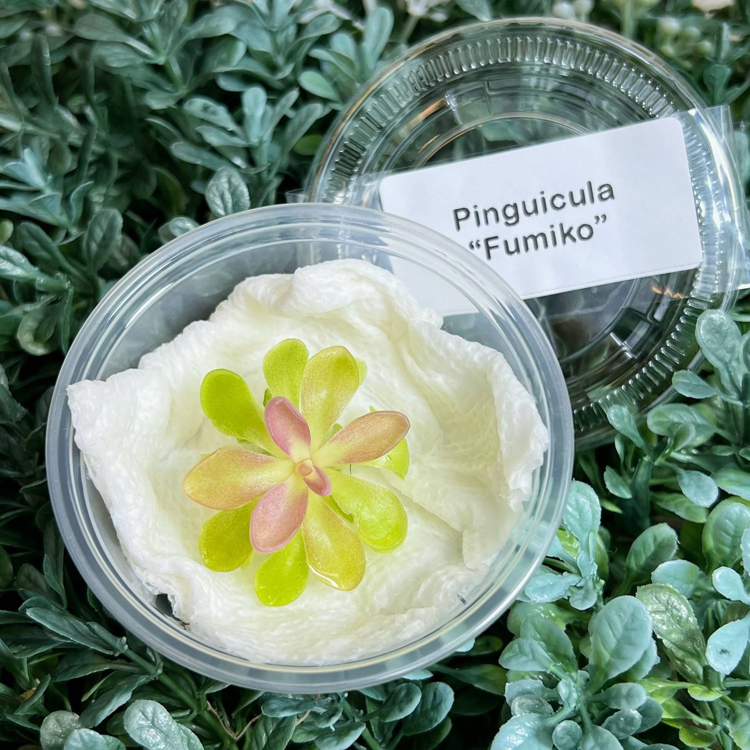 Pinguicula "Fumiko" – Rosy-Lavender Butterwort
