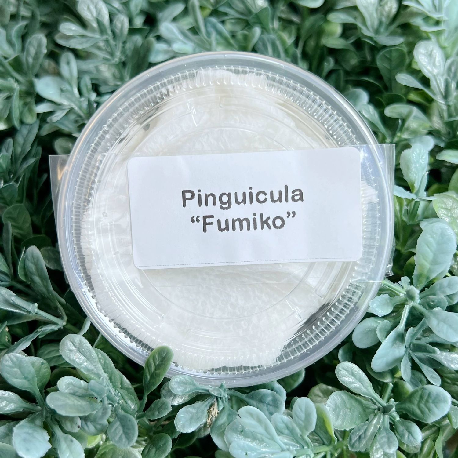 Pinguicula "Fumiko" – Rosy-Lavender Butterwort