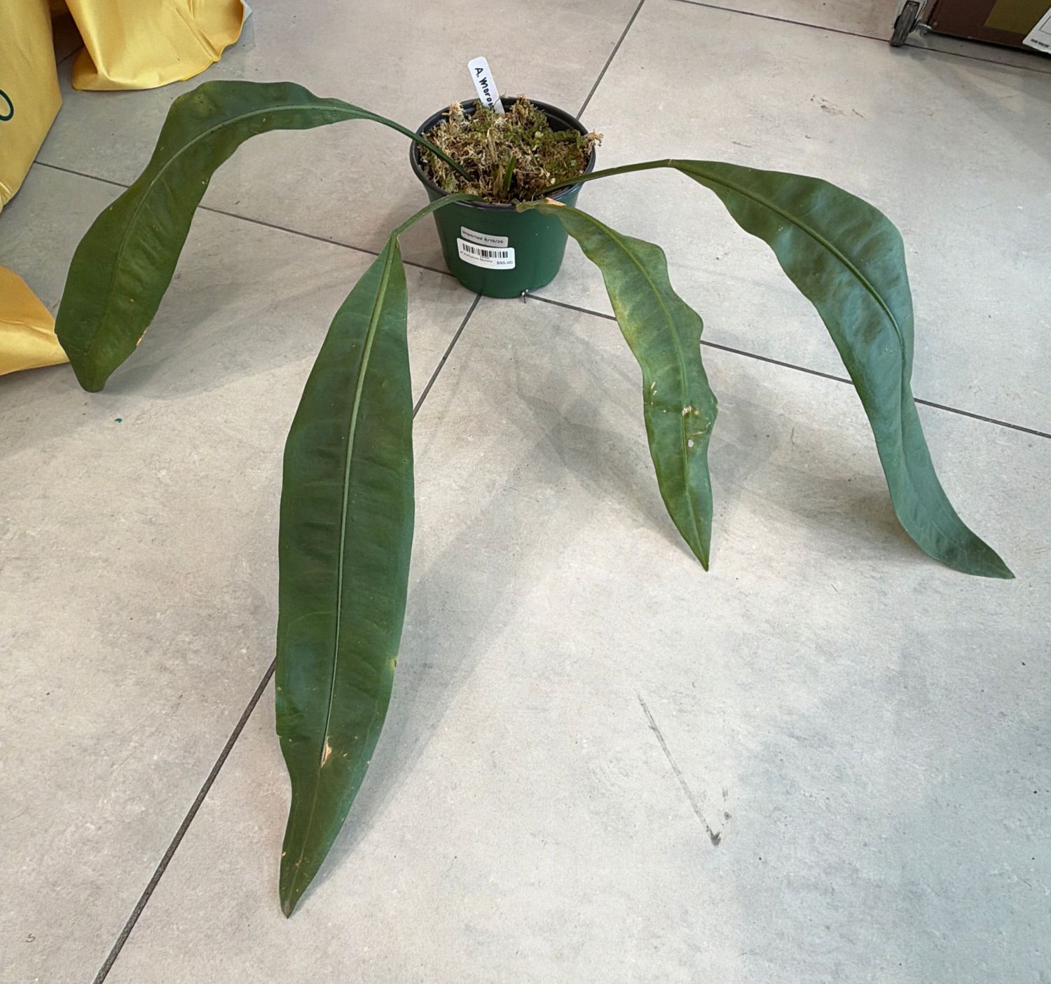 6" Anthurium Morona