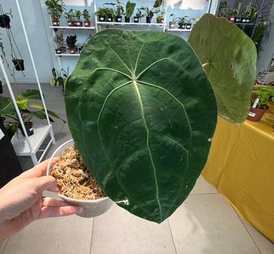 6" Anthurium Forgetii