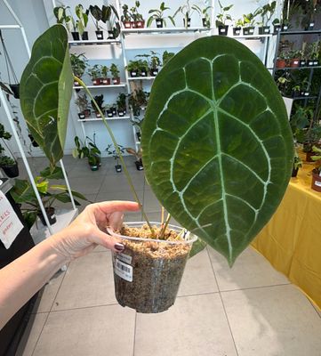 6" Anthurium Forgetii