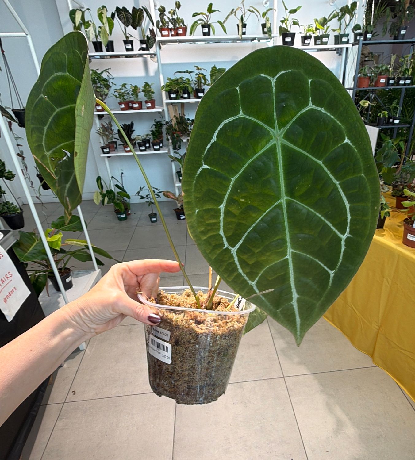 6" Anthurium Forgetii