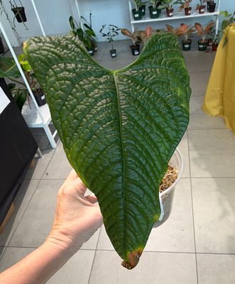 6" Anthurium Lappoanum