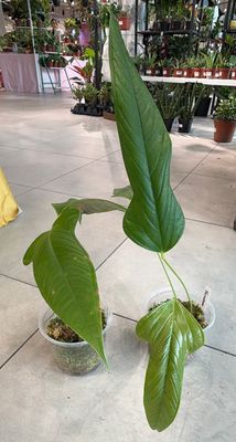 6" Anthurium Furcatum