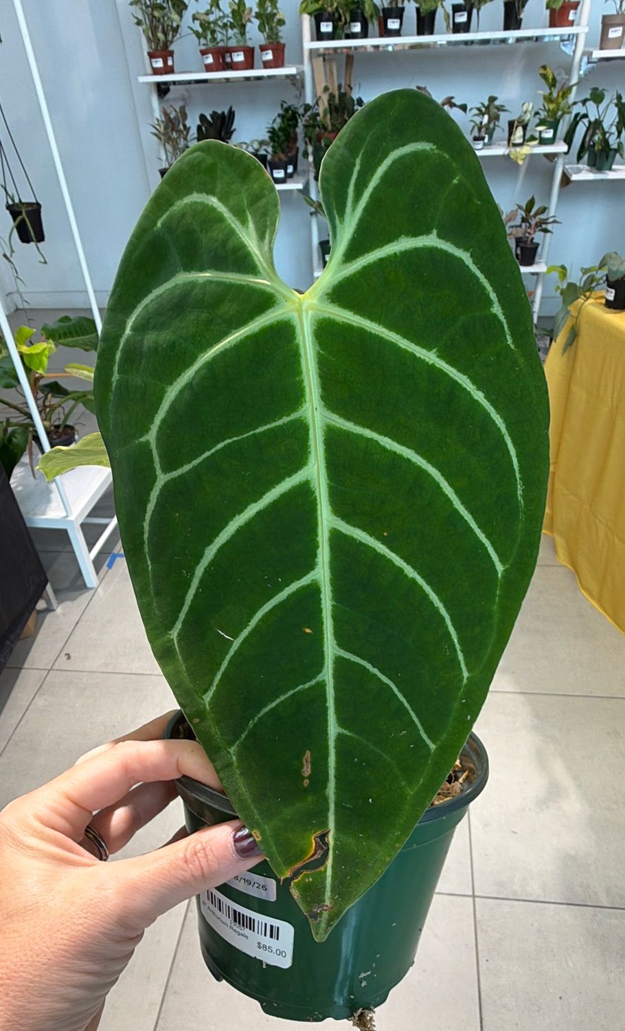 6" Anthurium Regale