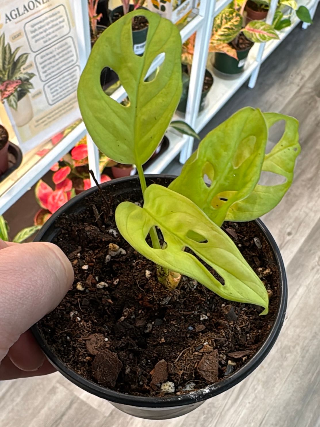 4" Monstera Adansonii Neon