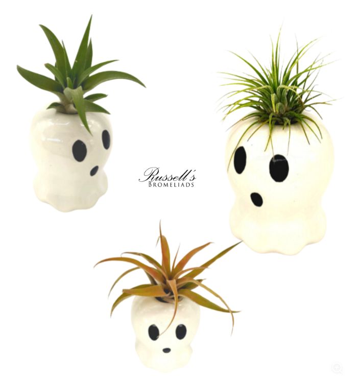 3" Halloween Ghost Airplants