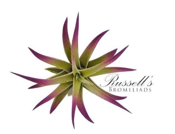 Tillandsia Plagiotropica 2-3"