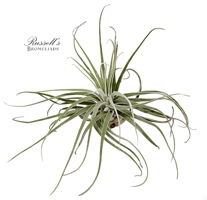 Tillandsia Oaxacana 3-5"