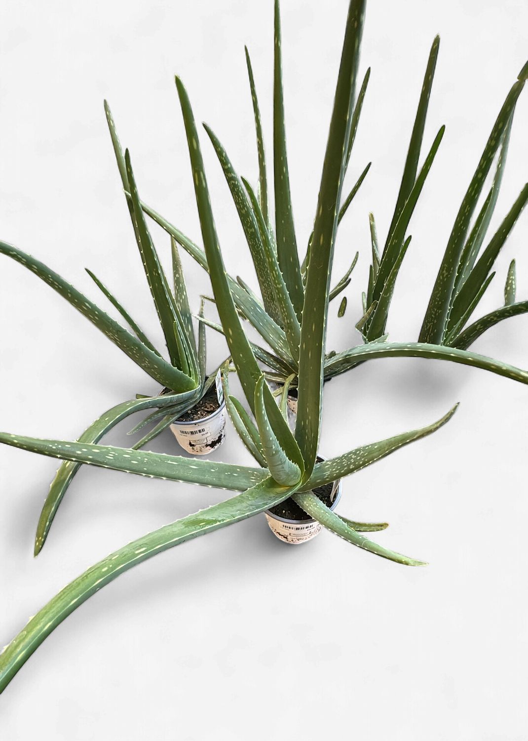 4.5" Aloe