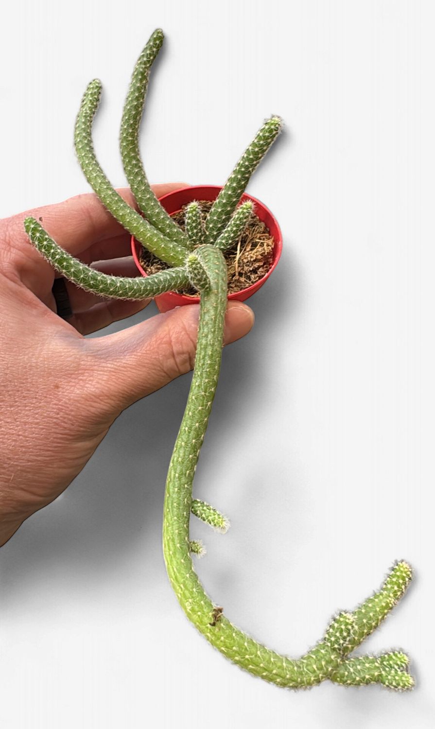 2" Cactus -Chamaecereus Luisramirezii-