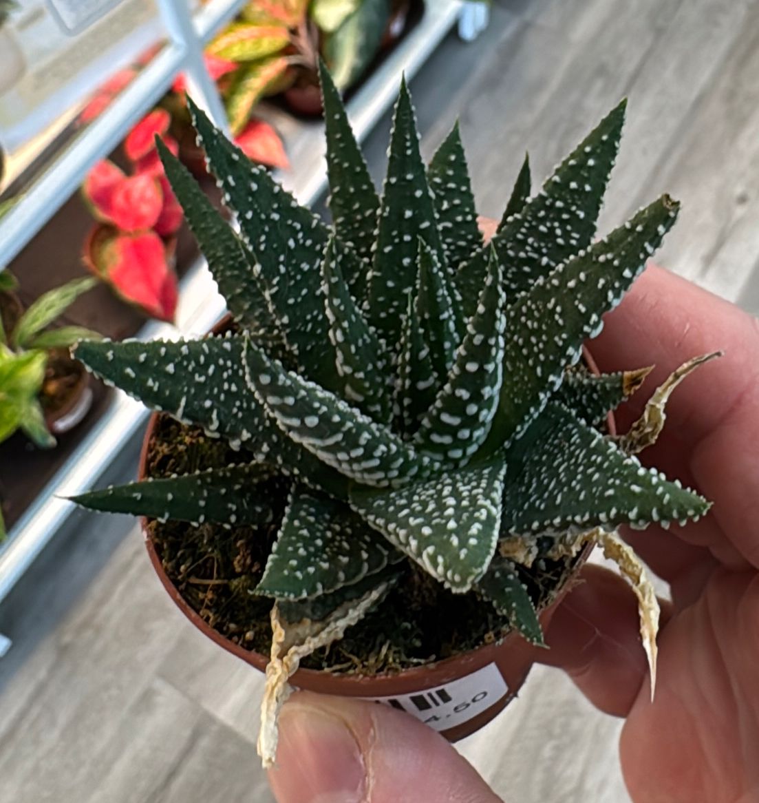 2" Haworthia Zebra
