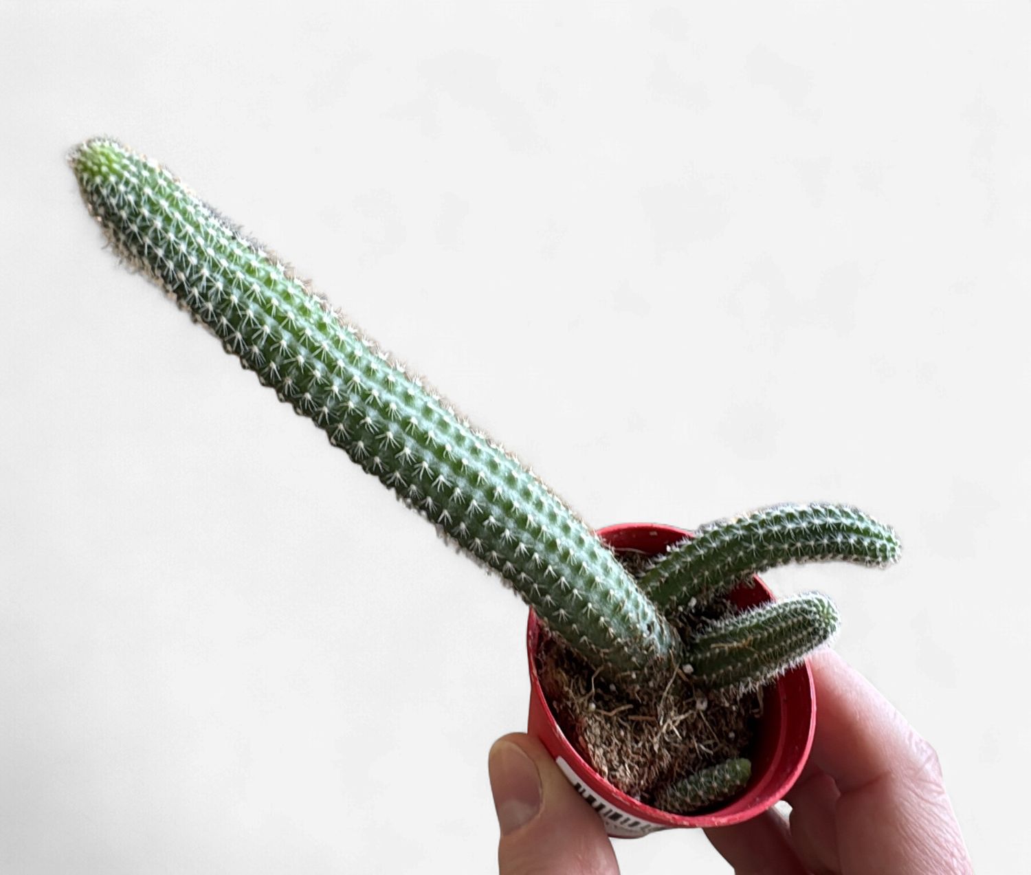 2" Peanut Cactus