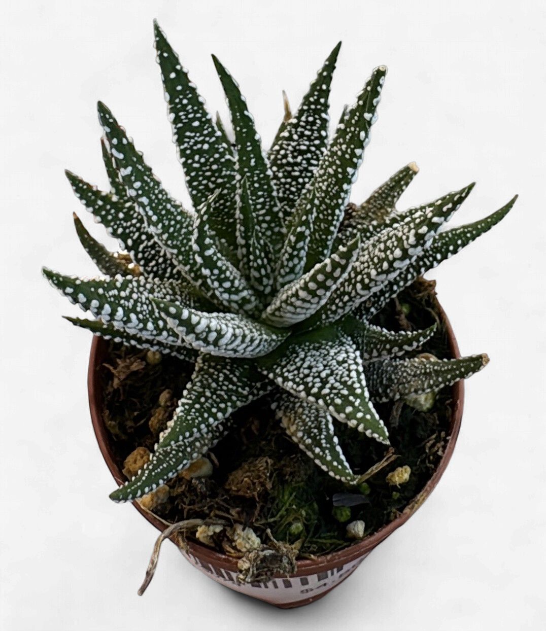 2" Haworthia Magnificos