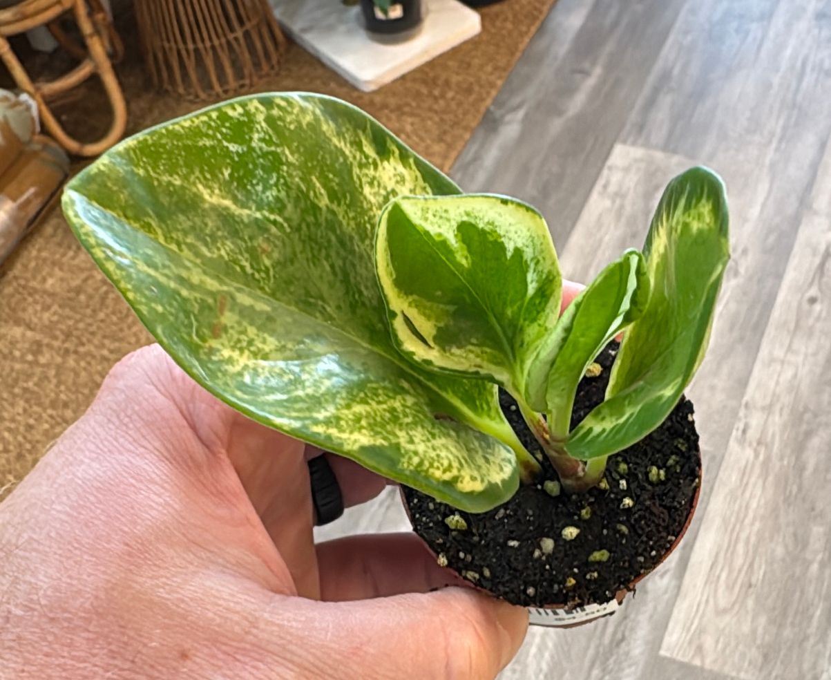 2" Peperomia Golden Gate