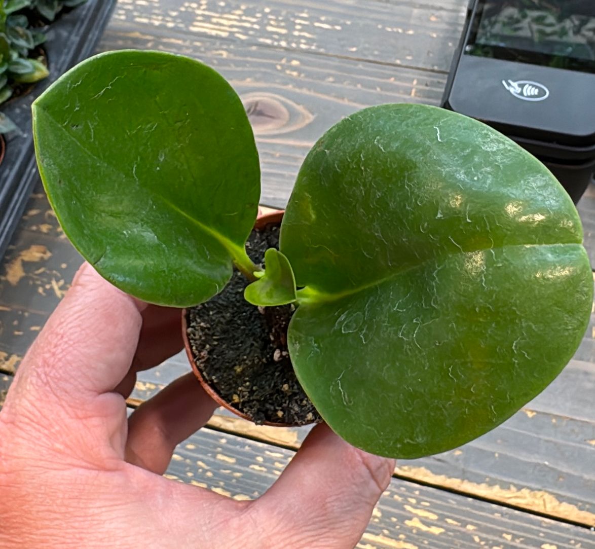 2" Peperomia Green