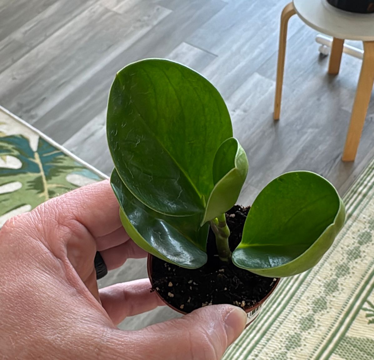 2" Peperomia Lemon Lime