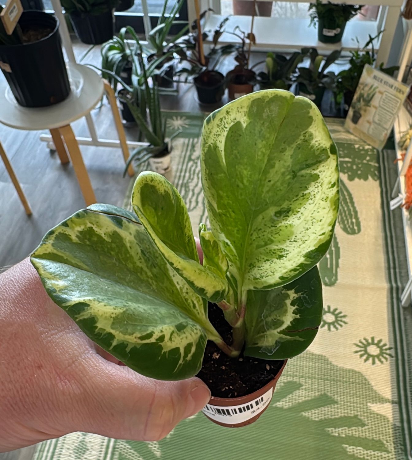 2" Peperomia Variegata