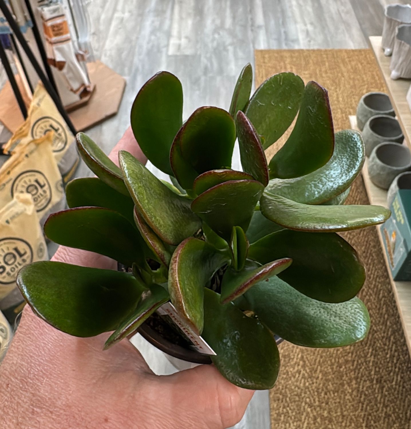 3.5" Crassula Jade