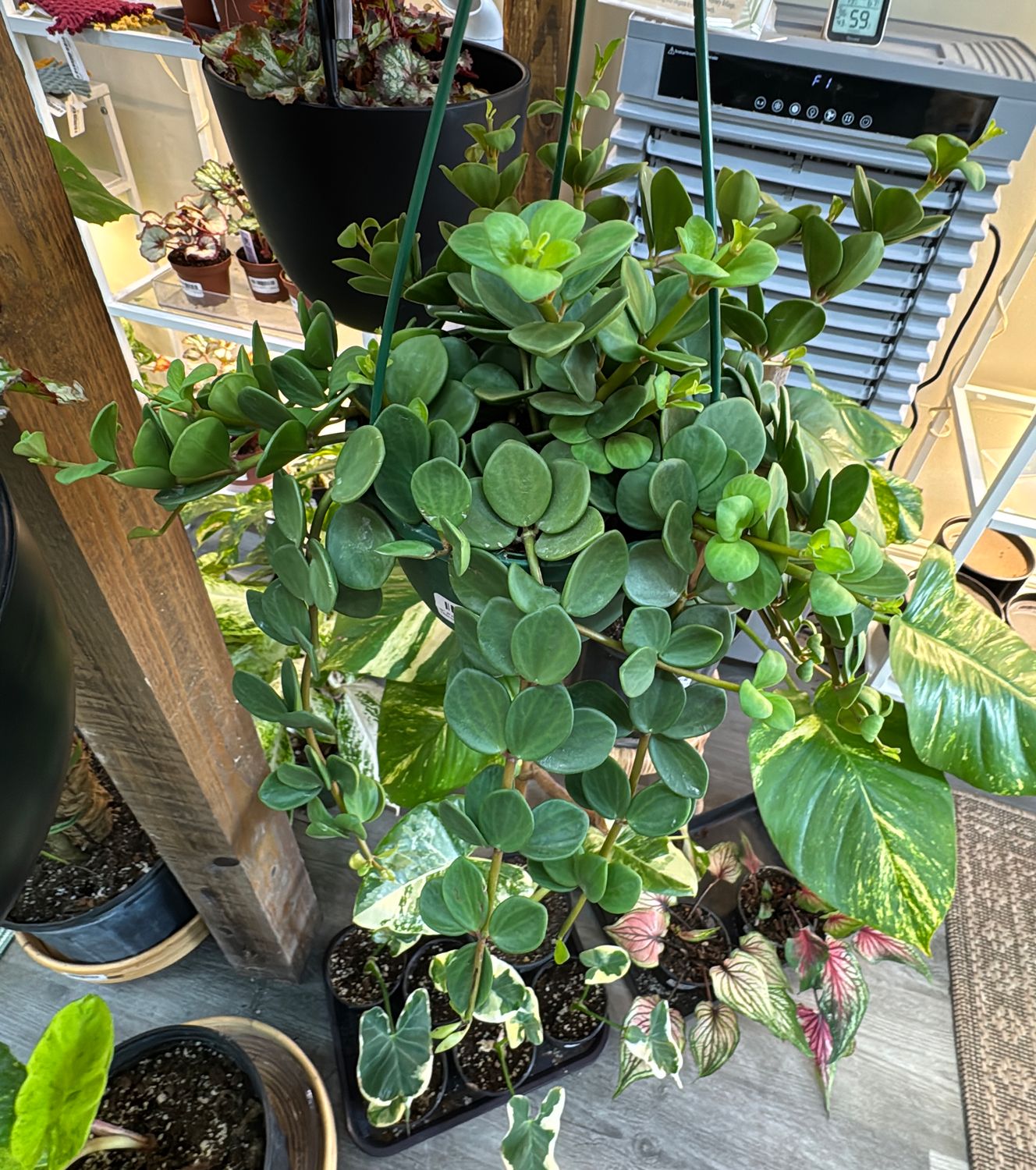 6" Peperomia Hope Hanging Basket