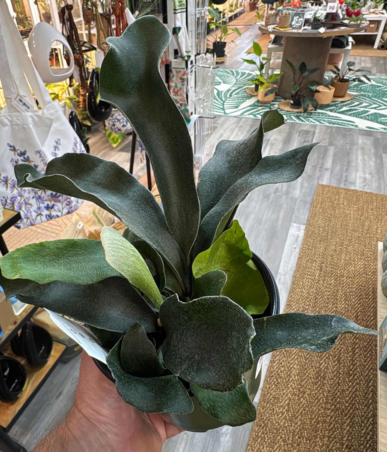 6" Staghorn Fern