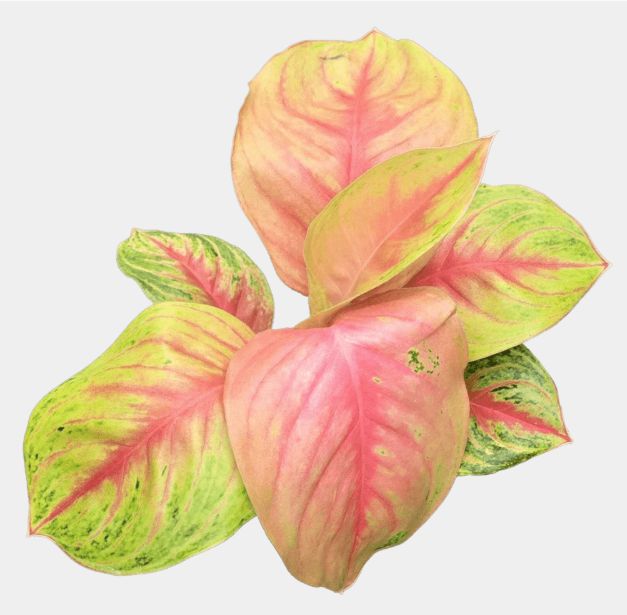 6" Aglaonema Full House