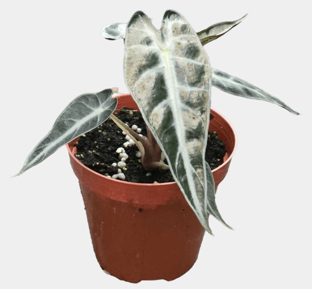4" Alocasia Bambino