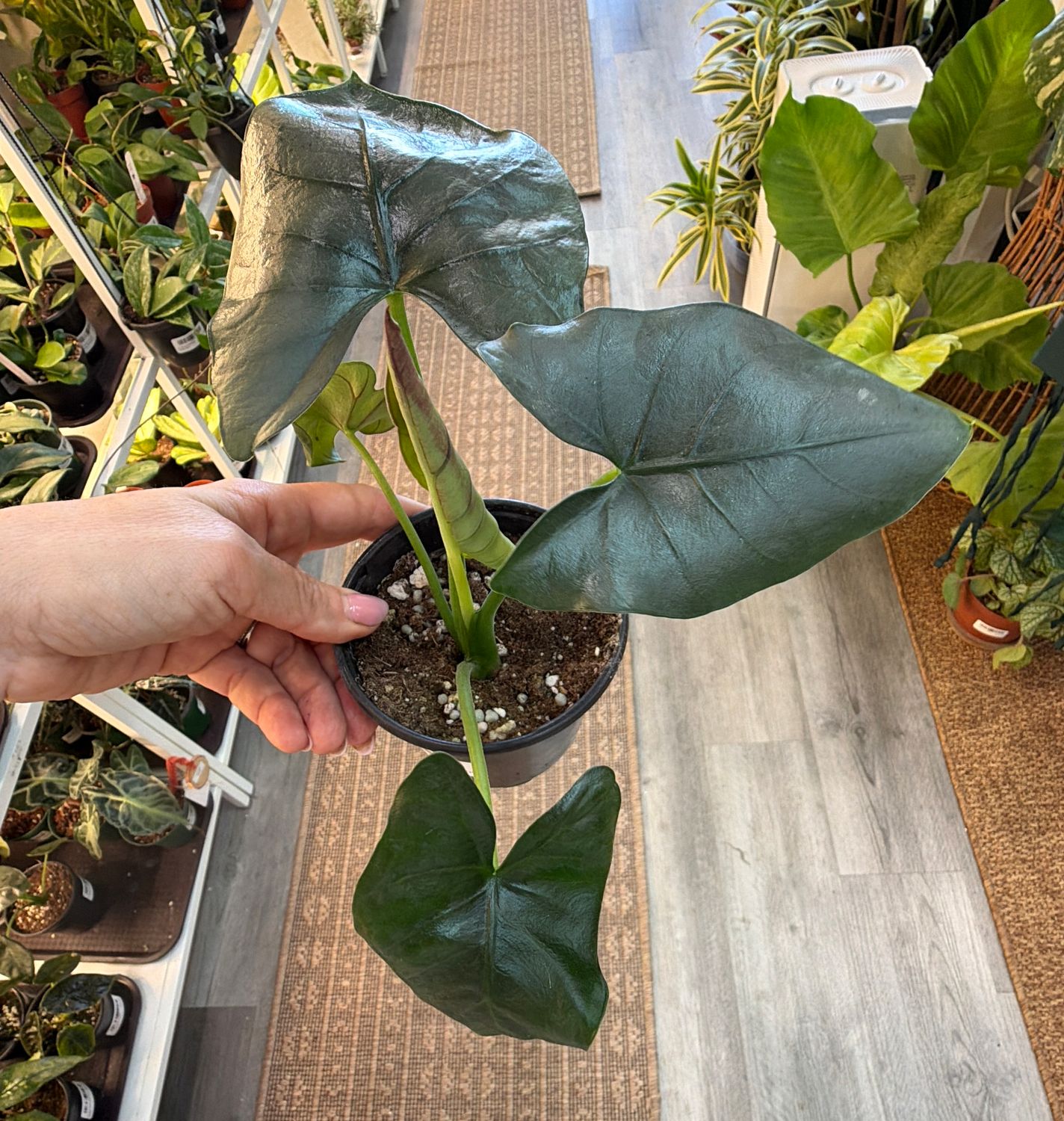 4" Alocasia Reginae