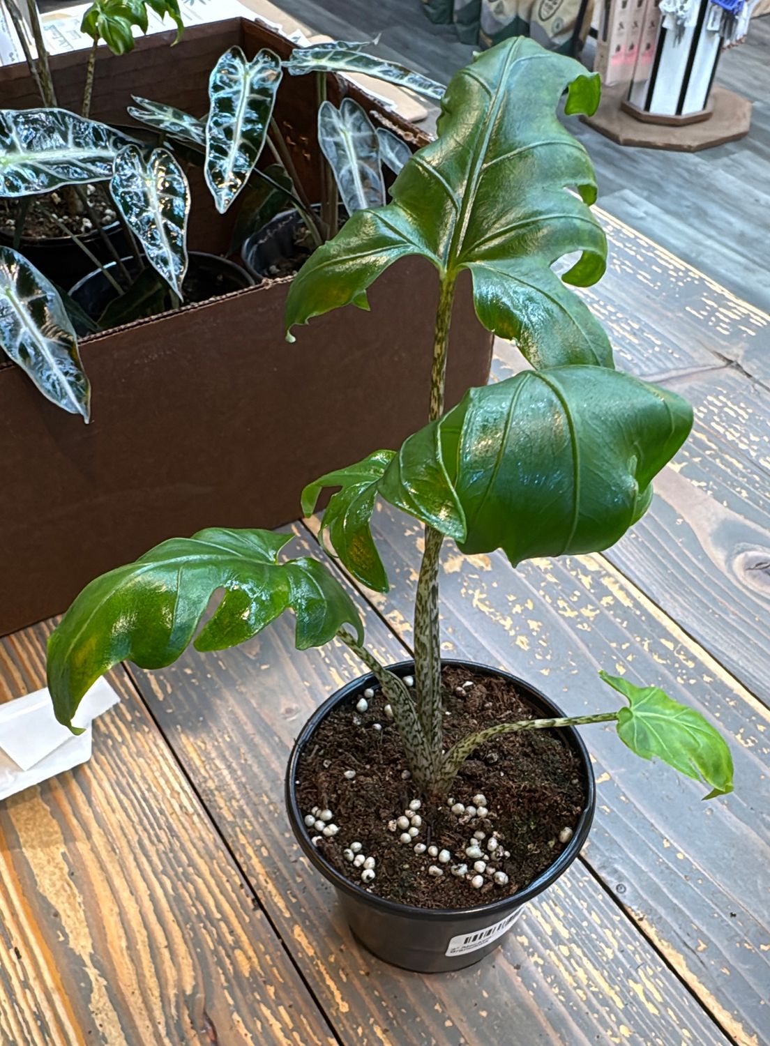4" Alocasia Brancifolia