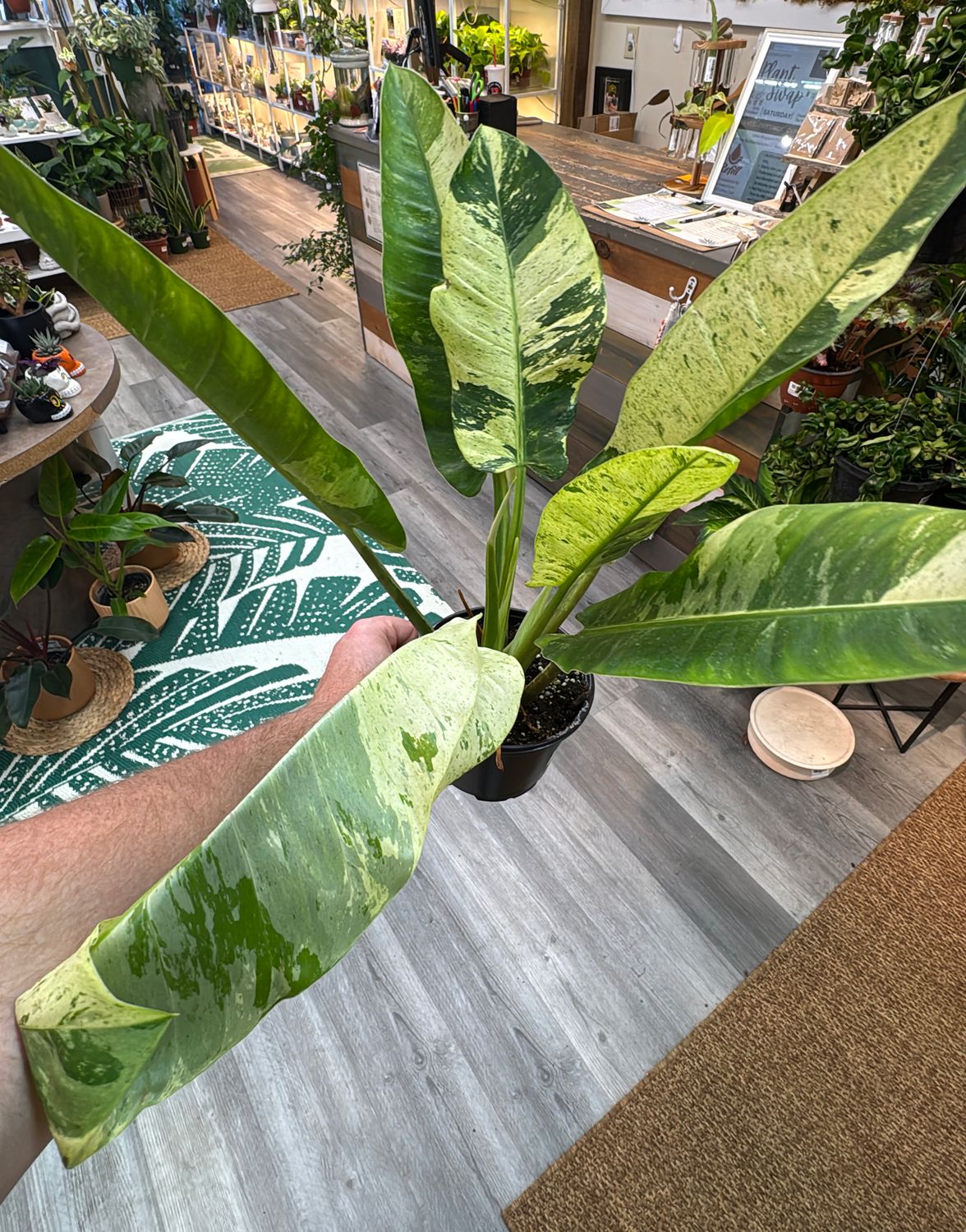 6" Philodendron Orlando