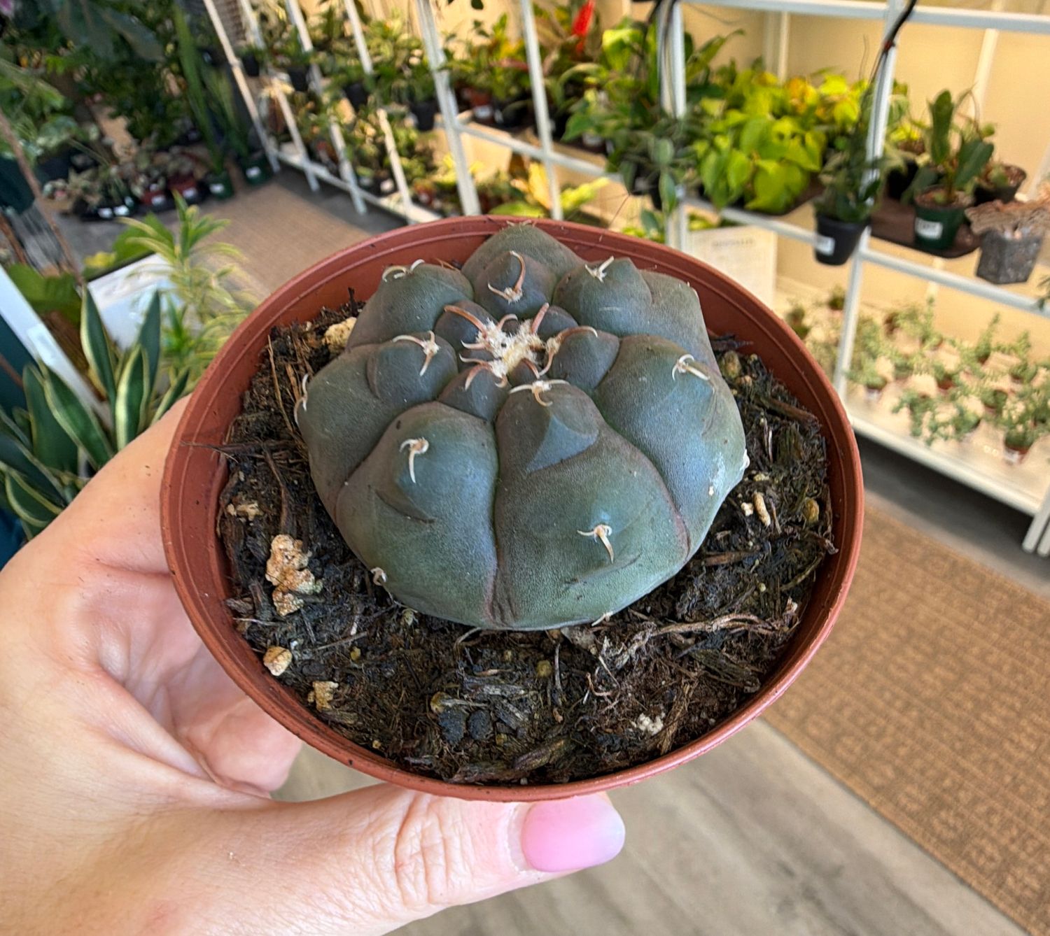 3" Gymnocalycium Lukasikii