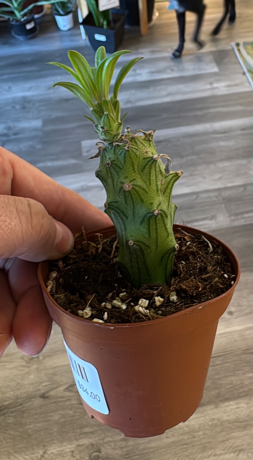 4"Senecio Kleinia Mweroensis