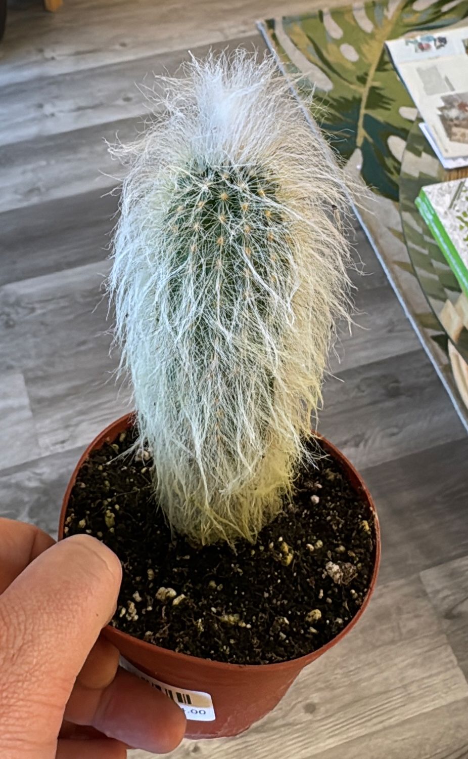 4" Old Man Cactus