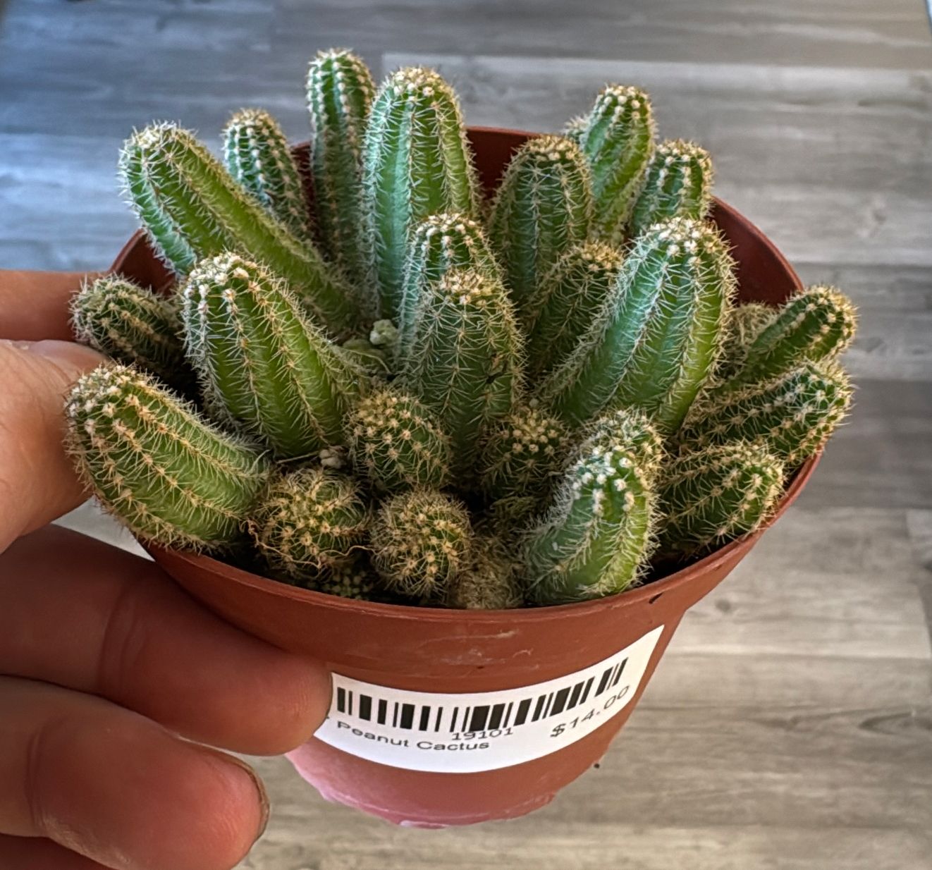 4" Peanut Cactus
